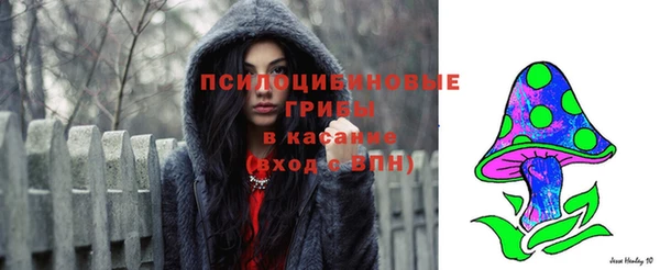 сатива Новозыбков