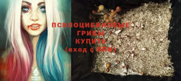 сатива Новозыбков