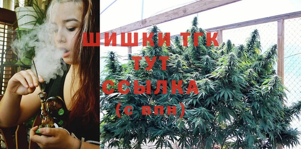 сатива Новозыбков